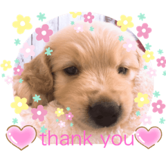 [LINEスタンプ] ハルくん♡成長日記