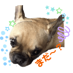 [LINEスタンプ] 川越家のわんこたち