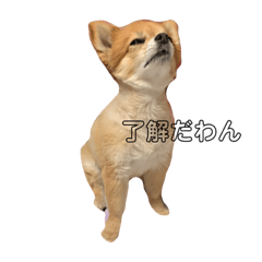 [LINEスタンプ] CYAMU