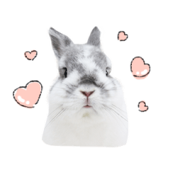 [LINEスタンプ] うさぎ＊ネザーランドドワーフ