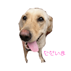 [LINEスタンプ] ラブラドールレトリバー 犬 dog