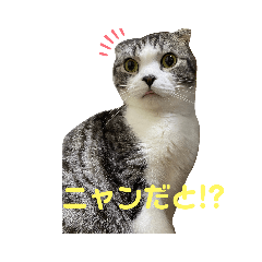 [LINEスタンプ] ゆるーい猫のスタンプ
