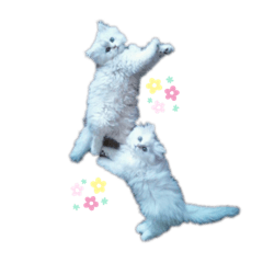 [LINEスタンプ] かわいいうちのねこ