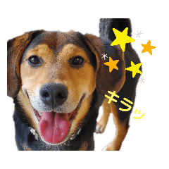 [LINEスタンプ] 柴ビー犬マロ‎