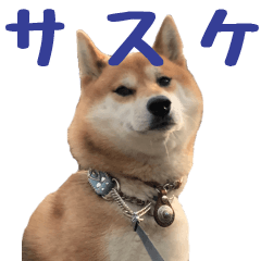 [LINEスタンプ] 柴犬サスケのスタンプ