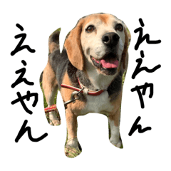 [LINEスタンプ] 喜怒哀楽が激しい犬様との日常part2