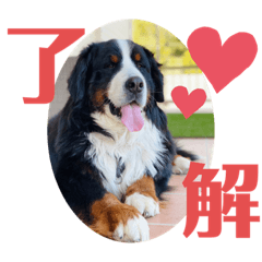 [LINEスタンプ] バーニーズマウンテンドッグ/sayuan