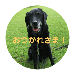 [LINEスタンプ] 黒ラブガス＆ソラのスタンプ