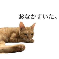 [LINEスタンプ] たなかの猫