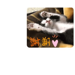 [LINEスタンプ] 舞ちゃんスタンプ3