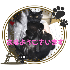 [LINEスタンプ] 黒猫のレオくん♡