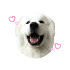 [LINEスタンプ] キャスたんぷ