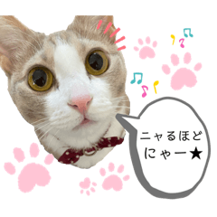 [LINEスタンプ] てとりーぬスタンプ