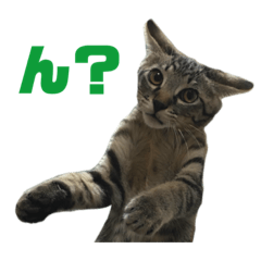 [LINEスタンプ] てんちゃお★
