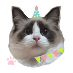 [LINEスタンプ] ラグドールとうちにゃんこ