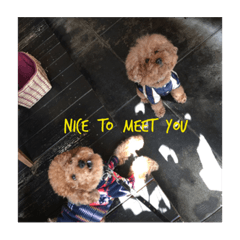 [LINEスタンプ] 犬的生活