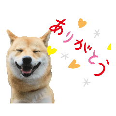 [LINEスタンプ] 柴犬 ルナ その1