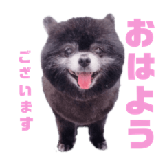 [LINEスタンプ] ポメラニアンのココちゃん休日編