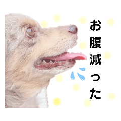[LINEスタンプ] 犬スタンプ  6