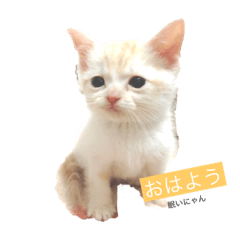 [LINEスタンプ] しょこらくんスタンプ