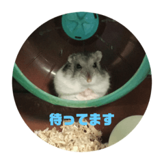 [LINEスタンプ] やんちゃなハムちゃん