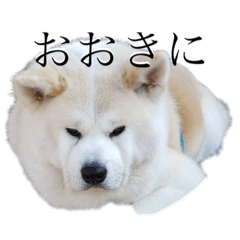 [LINEスタンプ] 秋田犬、こはくの関西弁スタンプやで。弐の画像（メイン）