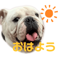 [LINEスタンプ] ブルドックの伝助くんとゆかいななかまたち