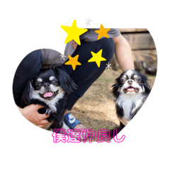 [LINEスタンプ] チワワブラザーズ⭐️