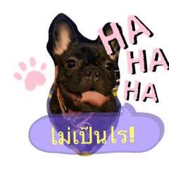[LINEスタンプ] Siam furench