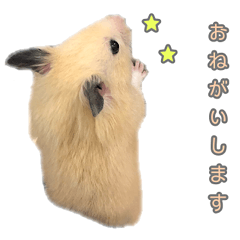 [LINEスタンプ] ハムスターのあいさつ言葉