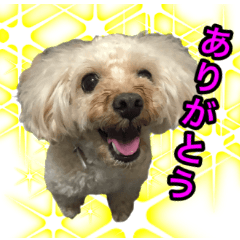 [LINEスタンプ] トイプードル ウオッカの日常