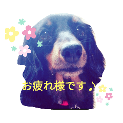 [LINEスタンプ] ここまろ♡♡