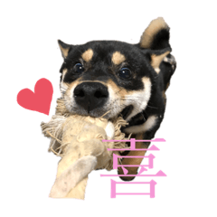 [LINEスタンプ] 愛犬 黒柴 伍郎さん