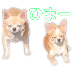 [LINEスタンプ] スムチ's