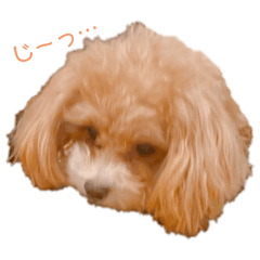 [LINEスタンプ] ここしゃんすたんぷ
