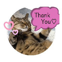 [LINEスタンプ] 猫たち cats