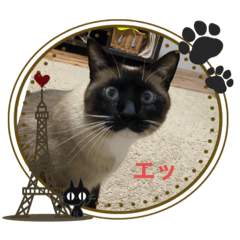 [LINEスタンプ] かつお＆ふぐ