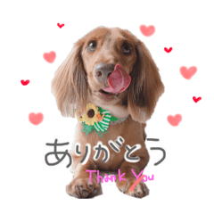 [LINEスタンプ] こたくんスタンプ わんちゃん