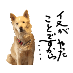 [LINEスタンプ] 保護犬の日常スタンプ