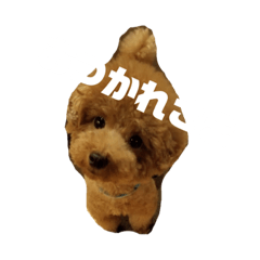 [LINEスタンプ] 犬のサンちゃん