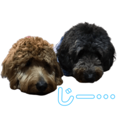 [LINEスタンプ] Goldendoodleの使えるスタンプその2