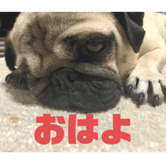 [LINEスタンプ] パグのいもこ1