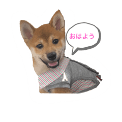 [LINEスタンプ] 柴犬あこちゃんスタンプ