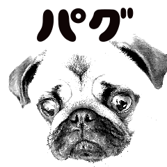 [LINEスタンプ] 可愛い パグ