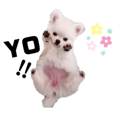 [LINEスタンプ] ラテちゃんだよ