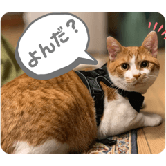 [LINEスタンプ] きなこの日常 part①