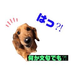 [LINEスタンプ] すぬーぷの日常スタンプ