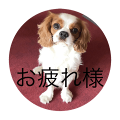 [LINEスタンプ] 癒しのキャバリア