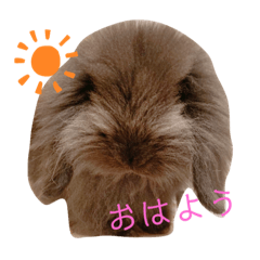 [LINEスタンプ] 映えない黒うさぎ/アメファジ