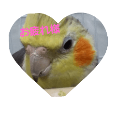 [LINEスタンプ] 優しいインコちゃん♪
